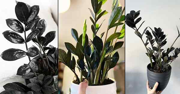 Dicas de cuidados com plantas de Raven ZZ e como mantê -lo negra de jato