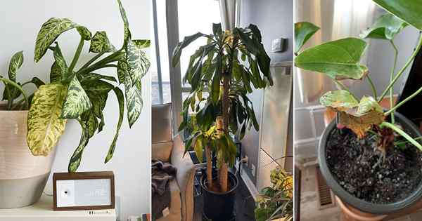 Sebab -sebab Houseplants daun menjadi kuning dan bagaimana menyelamatkan mereka