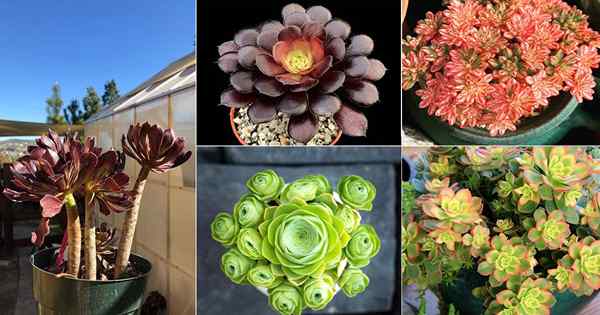 Top 29 tipos de Aeonium | Mejores variedades de Aeonium