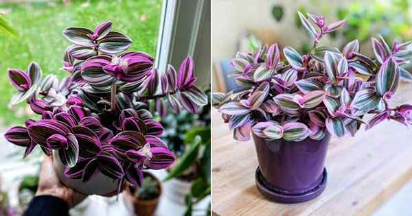 Tradescantia Nanouk Care | Rosnąca Wenecja Fantasy