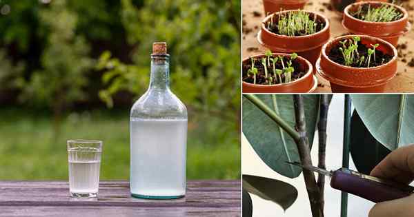 Use este hack de vodka para germinar sementes e propagar as estacas