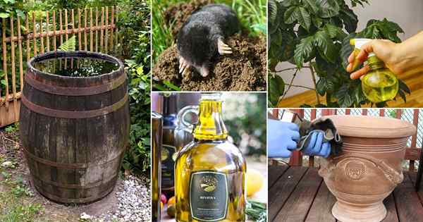 Menggunakan minyak zaitun di taman | 18 Penggunaan minyak zaitun yang mengejutkan di kebun