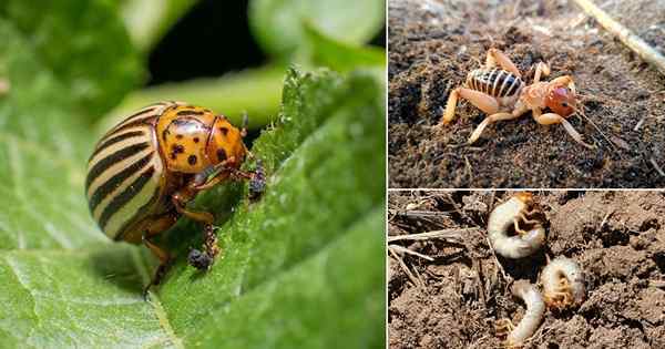 Que mangent les insectes de pommes de terre? Comment se débarrasser des insectes de pommes de terre