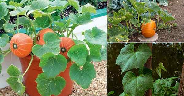 ¿Cómo se ve una planta de calabaza? Identificación de hojas de calabaza