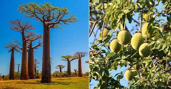 Apakah buah baobab dan faedahnya