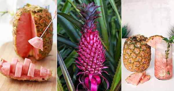 Qu'est-ce que l'ananas rose et comment le faire pousser