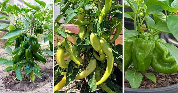 Quand planter des poivrons verts dans le milieu de la Floride + les meilleurs poivrons pour pousser en Floride