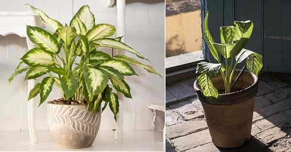 10 Avantages incroyables Dieffenbachia | Utilisation de la canne muette intérieure