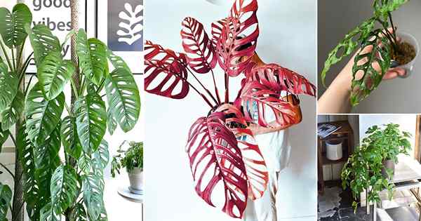 10 melhores plantas fenestradas | Plantas com orifícios nas folhas