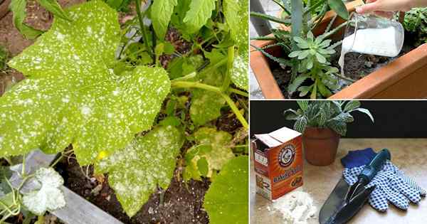 10 mejores recetas de fungicidas de bricolaje caseros para plantas