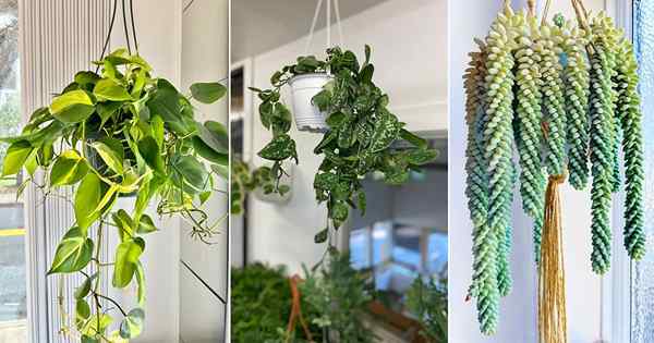 10 Houseplants Gantung Terbaik Terbaik untuk Rumah Anda