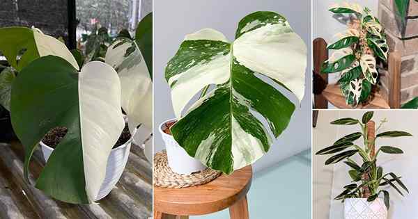 10 mejores variedades de Monstera Albo que debes crecer