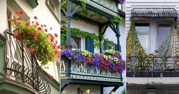 10 meilleures plantes pour un balcon de Juliette