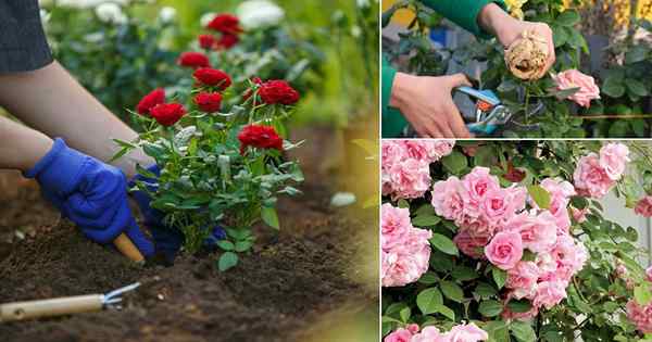 10 errores de cultivo de rosas comunes que cada principiante debe evitar