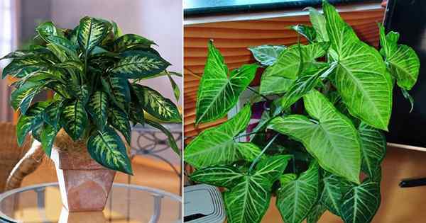 10 Houseplants yang Mudah-Peasy (menumbuhkannya!)