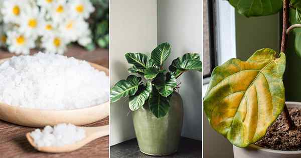 10 Salt Epsom para plantas domésticas Usos | Como usar o sal Epsom em plantas internas