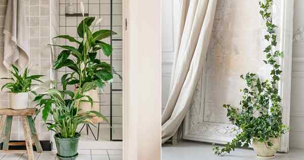 10 Houseplants untuk Paru -paru Sihat (terbukti oleh sains)