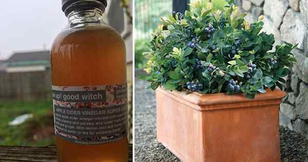 10 incroyables utilisations de vinaigre de cidre de pomme dans le jardin