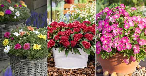 10 flores de baixa manutenção que toleram altas temperaturas e calor