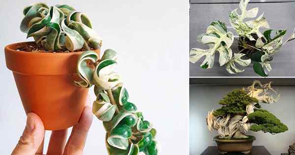 10 houseplants paling mahal di dunia