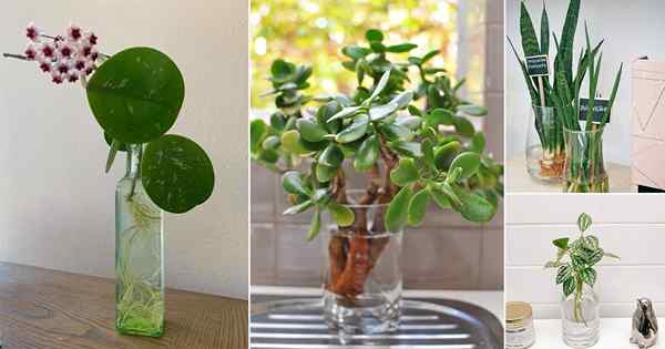 10 plantes pour le bureau à domicile, vous pouvez cultiver dans l'eau