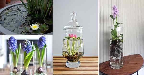 10 flores de agua que crecen en recipientes y jarrones