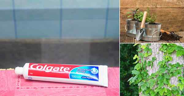 11 creme dental incrível usa no jardim e em casa