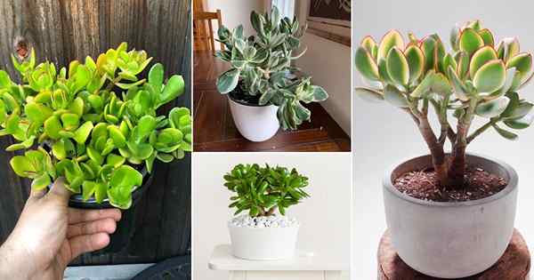 11 Beste Crassula ovatas | Schönste Jadepflanzen