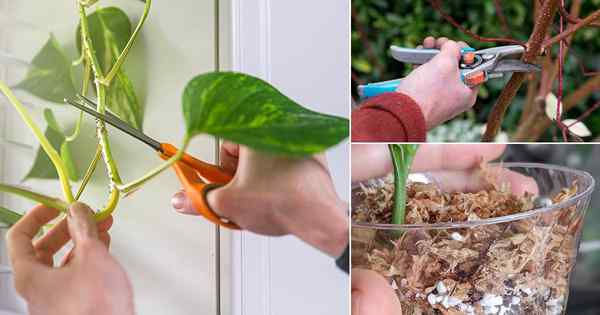 11 erreurs courantes tout en propageant les plantes des boutures