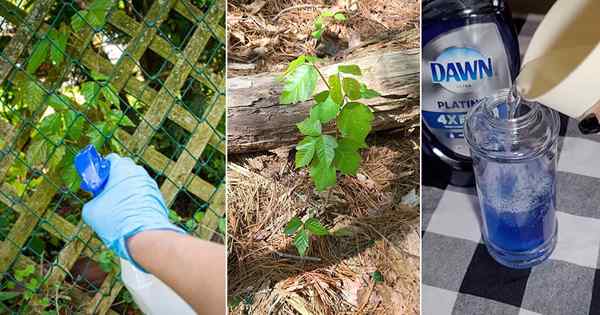 11 DIY Poison Ivy Killer Rezepte | Wie man Gift Ivy tötet