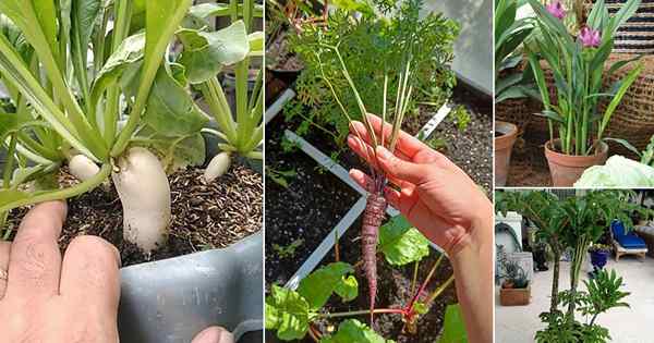 11 Légumes racines exotiques (superaliments) et herbes pour les conteneurs