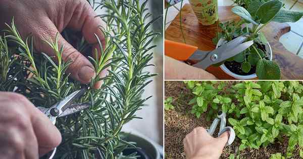 11 herbes qui poussent à partir de boutures | Propager les herbes