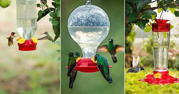 11 recettes alimentaires de colibris maison