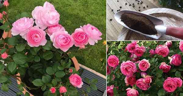 11 receitas caseiras de fertilizantes de rosa para as melhores flores