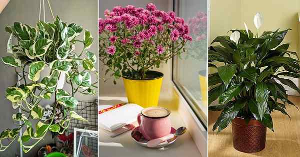 11 houseplants untuk meningkatkan kesihatan mental anda (mengikut sains)