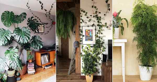 11 plantes intérieures luxuriantes pour donner à votre maison une ambiance de jungle