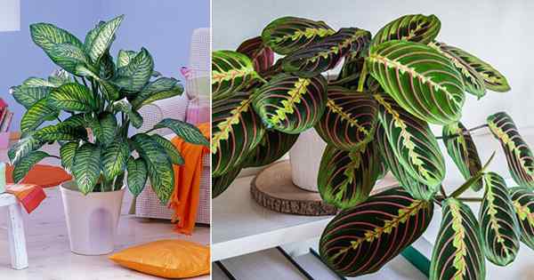 11 Les plantes d'intérieur absorbant le CO2 le plus efficace prouvé par la science