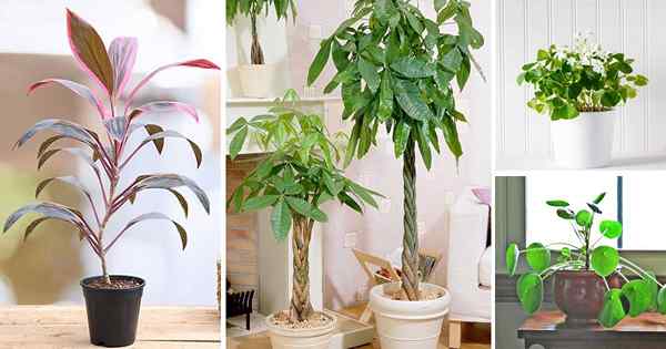 11 plantes qui attirent de l'argent et apportent fortune à la maison