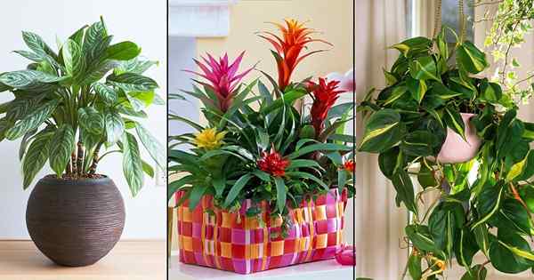 12 houseplants yang berpatutan, anda boleh mendapatkan begitu murah! Malah percuma!