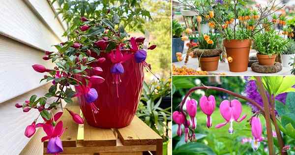 12 fleurs en forme de cloche incroyable