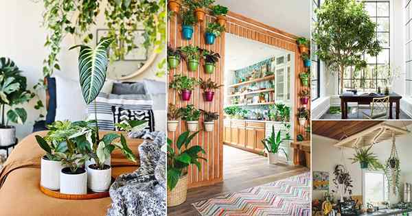 12 meilleures façons de faire un jardin intérieur luxuriant à la maison