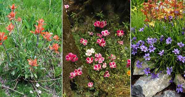 12 meilleures fleurs sauvages en Californie