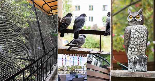 12 Effektive Möglichkeiten, wie man Tauben vom Balkon fährt