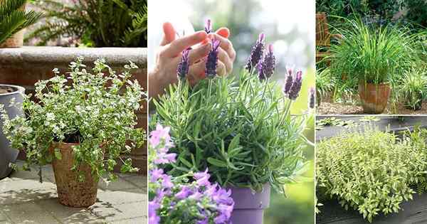 12 herbes qui éloignent les moustiques | Meilleures herbes répulsives de moustique