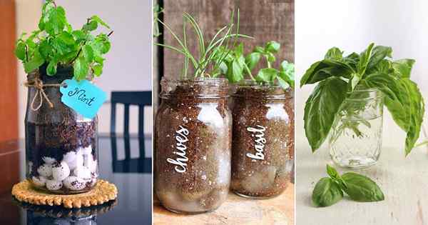 12 herbes, vous pouvez cultiver dans de grands verres à vin et des pots Mason