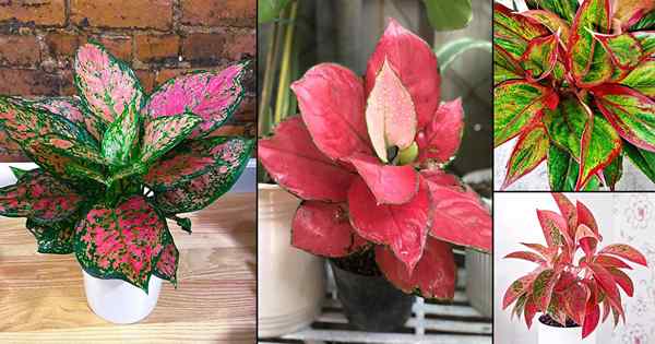 12 Variedades mais coloridas de aglaonema!