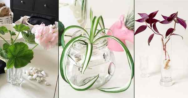 12 plantes Vous pouvez commencer par une coupe et un verre d'eau