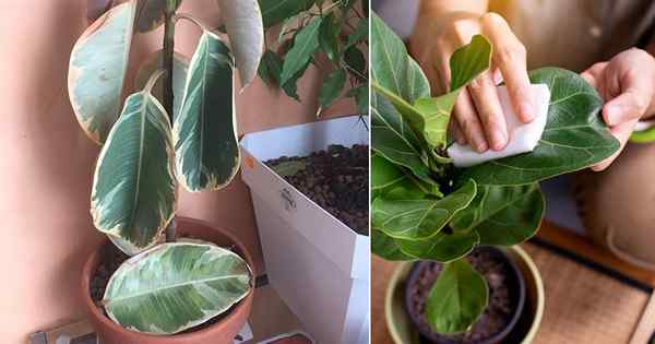 12 Tanda Houseplants yang Tidak Bahagia | Masalah tanaman dalam ruangan