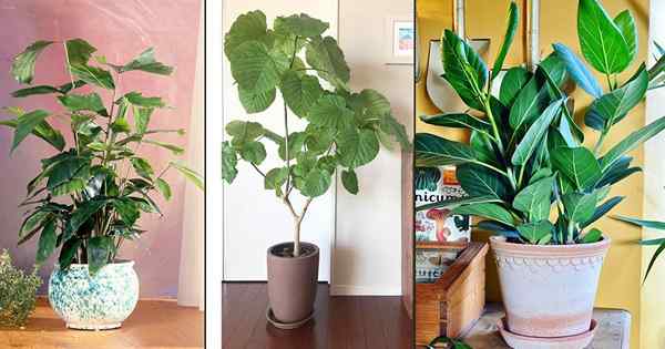 12 houseplants tinggi yang kelihatan seperti daun biola