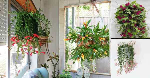 13 increíbles plantas de floración interior para cestas colgantes